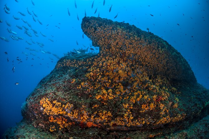 Immersion in Banco Santa Croce from Sorrento with Expert Guide - What You May See Below the Surface