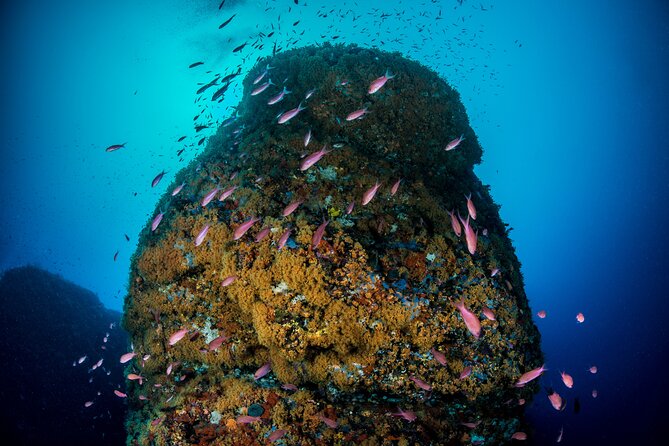Immersion in Banco Santa Croce from Sorrento with Expert Guide - The Role of the Guide and Crew