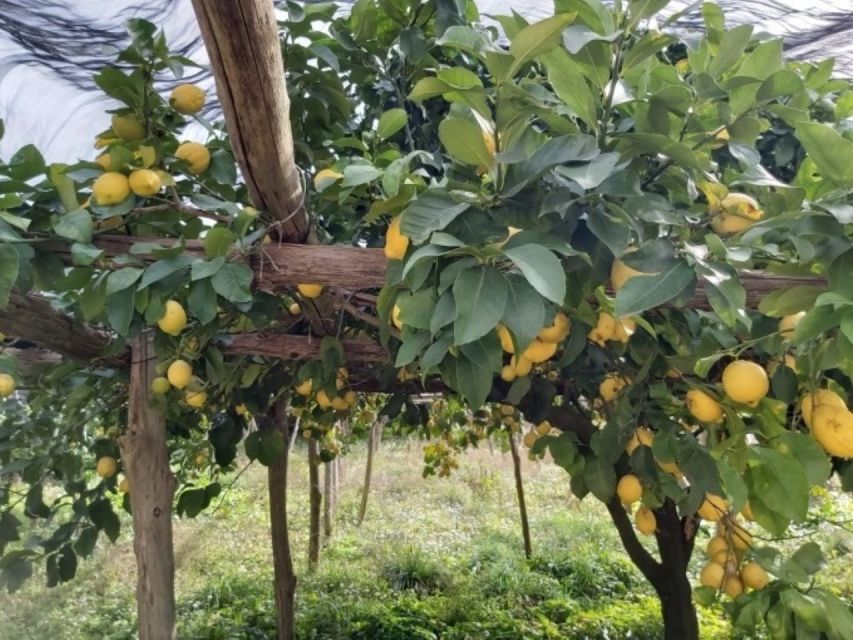 Lemon Experience with Limoncello demonstration - Tramonti’s Terraces Tell the Real Amalfi Story