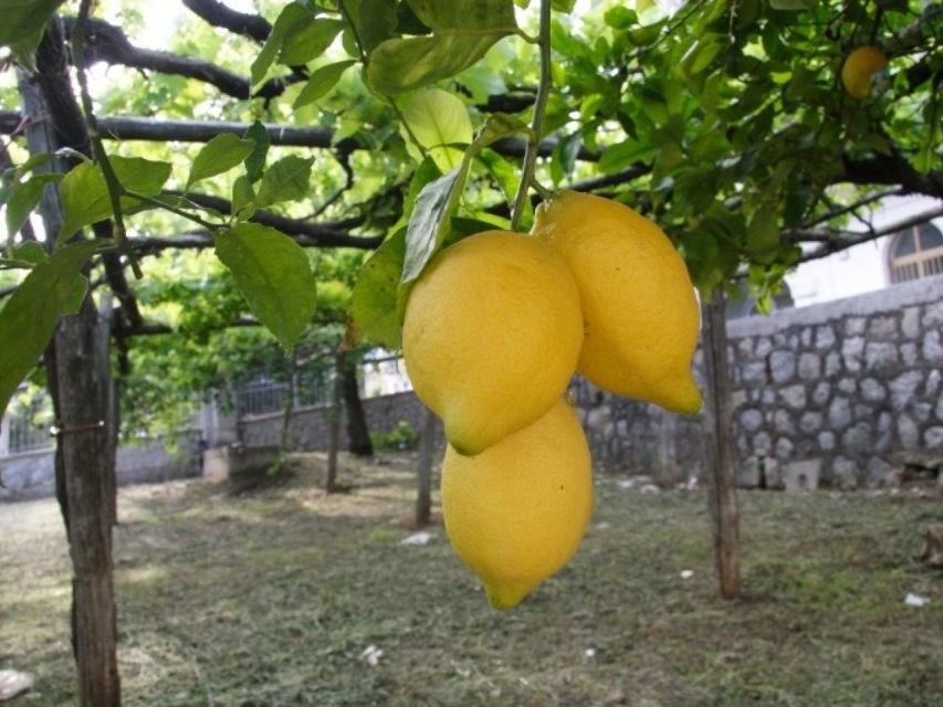 Lemon Experience with Limoncello demonstration - Is $77 a Fair Price?