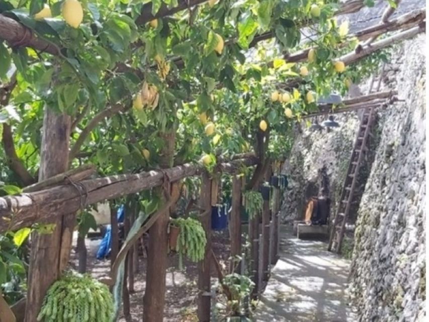 Lemon Experience with Limoncello demonstration - Who Will Enjoy This Farm Experience