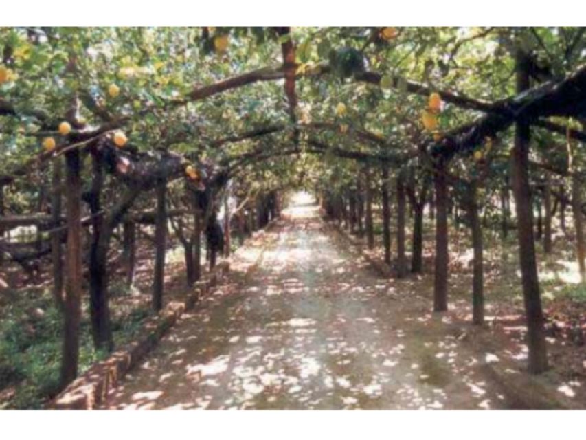 Lemon Experience with Limoncello demonstration - Language, Flexibility, and Practical Planning