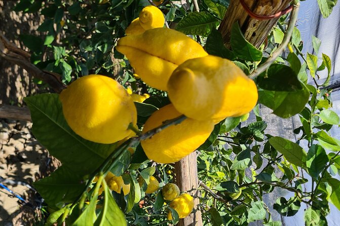 Lemon path hike - Amalfi coast - Key points to know before you book