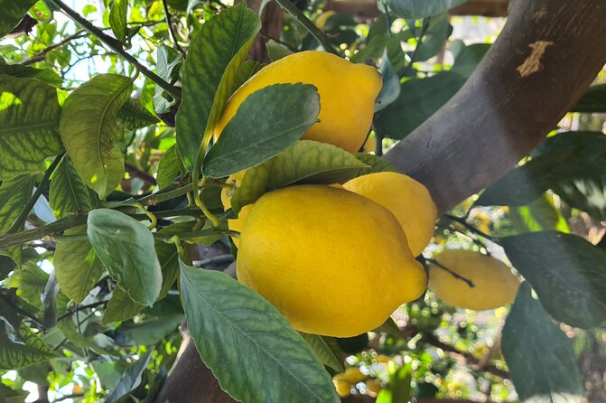 Lemon path hike - Amalfi coast - Walking through Amalfi’s lemon country