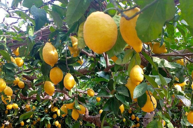 Lemon path hike - Amalfi coast - Heat, fitness, and group size