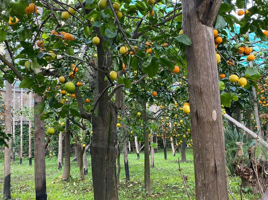 Lemon Tour with Lunch/Dinner - Key points to know before booking