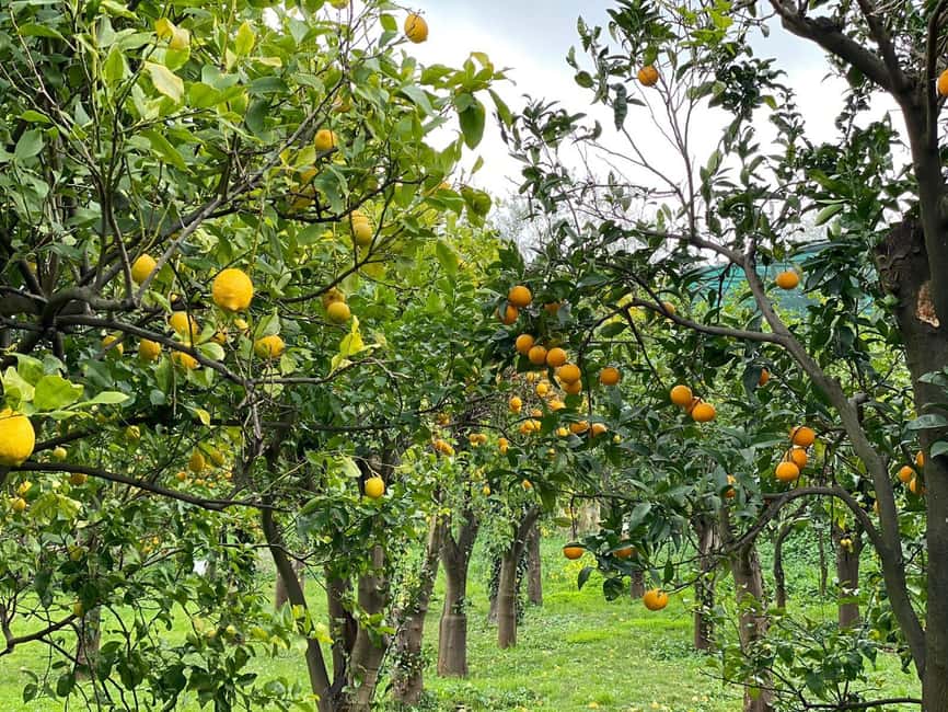 Lemon Tour with Lunch/Dinner - Walking through the traditional lemon garden
