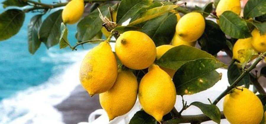 Maiori: Amalfi Coast Path of Lemons Day Trip with Tastings - Why the Path of Lemons Shows a Different Amalfi Coast
