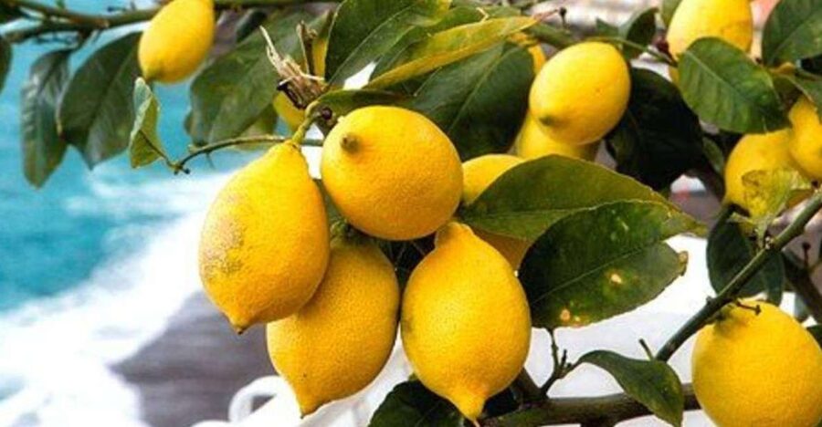 Maiori: Amalfi Coast Path of Lemons Day Trip with Tastings - Climbing Through Torre and the First Big Views