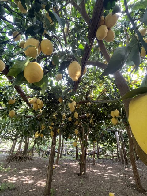 Maiori: Amalfi Coast Path of Lemons Day Trip with Tastings - Belvedere Mortella and the Amalfi Coast Panorama