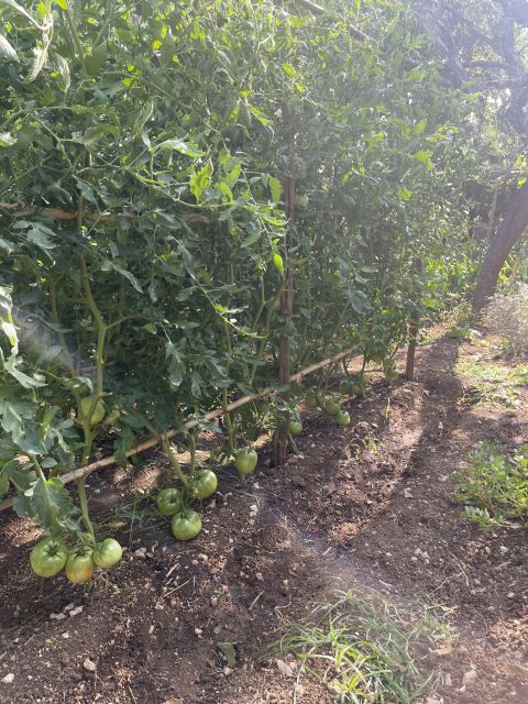 Maiori: Amalfi Coast Path of Lemons Day Trip with Tastings - The Final Walk Down to Minori