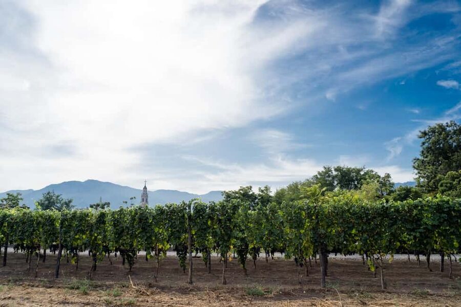 Mount Vesuvius Wine Tasting and Lunch from Pompeii - Walking through Mount Vesuvius vineyards