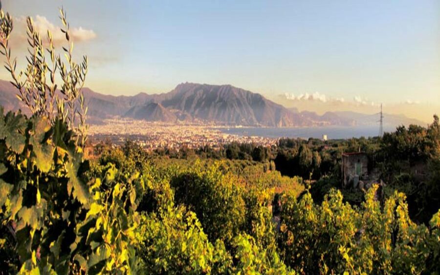 Mount Vesuvius Wine Tasting and Lunch from Pompeii - Value at $96.29 per person