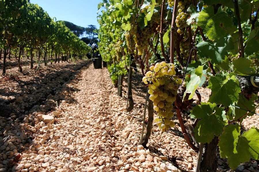 Mount Vesuvius Wine Tour with Tastings and Lunch - Walking the vineyards beneath Vesuvius