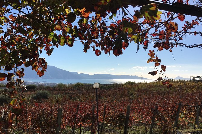 Mt. Vesuvius Wine Tasting and Lunch Experience from Pompeii - Key points to know before booking