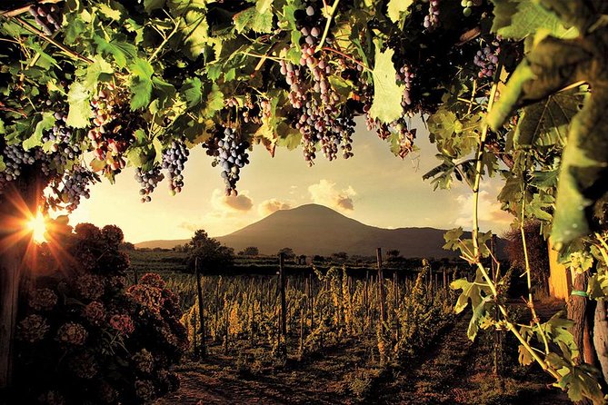 Mt. Vesuvius Wine Tasting and Lunch Experience from Pompeii - A family vineyard with a short walking tour
