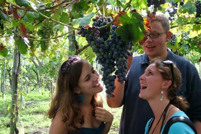 Mt. Vesuvius Wine Tasting and Lunch Experience from Pompeii - Who will enjoy this Vesuvius outing
