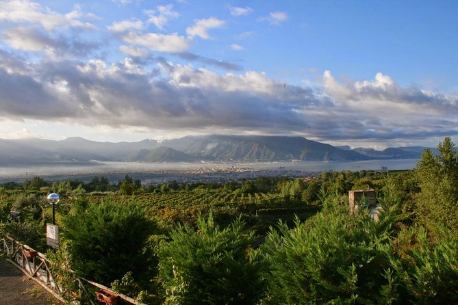 Mt. Vesuvius Wine Tasting and Lunch Experience from Pompeii - The tasting: Vesuvian wines at the table