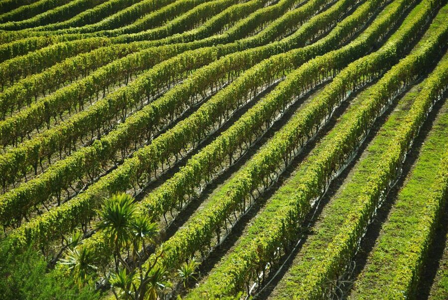 Naples: Mount Vesuvius Vineyard Tour w/ Lunch & Wine Tasting - Key points at a glance