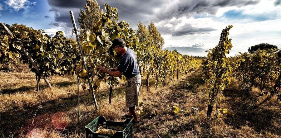 Naples: Mount Vesuvius Vineyard Tour w/ Lunch & Wine Tasting - What you taste in the glass