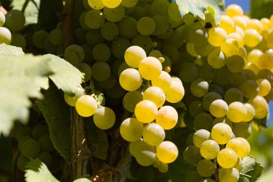 Naples: Mount Vesuvius Vineyard Tour w/ Lunch & Wine Tasting - The short walk through the estate