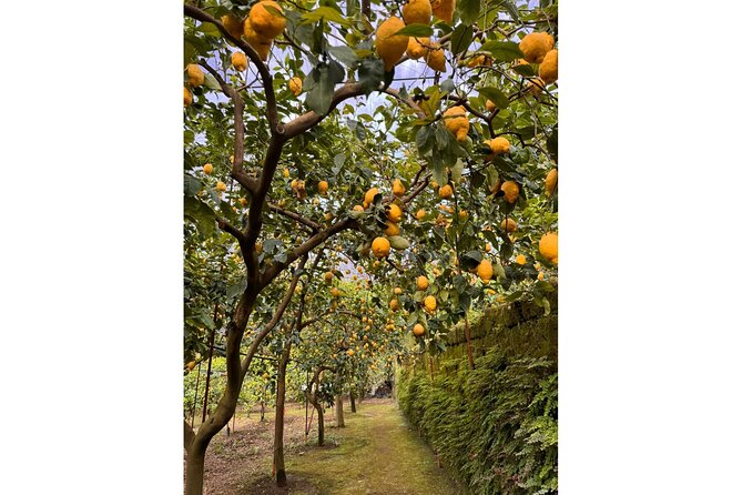 Nonno Mario Sorrento Lemon tour - Why this Sorrento lemon tour feels different