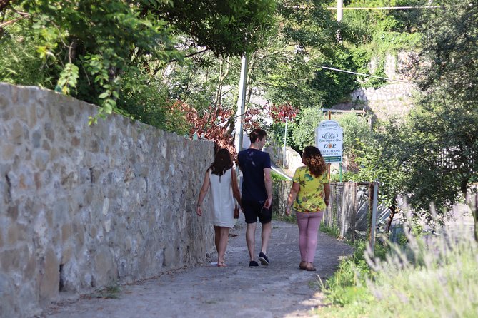 Olive oil tasting in Sorrento - Walking through the old olive groves