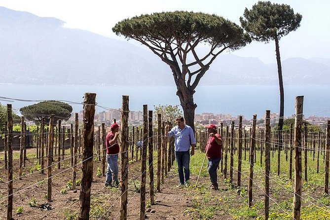 Organic Wine Tasting & Lunch on Vesuvius with Transfer from Sorrento Peninsula - Who should book this Vesuvius wine outing?
