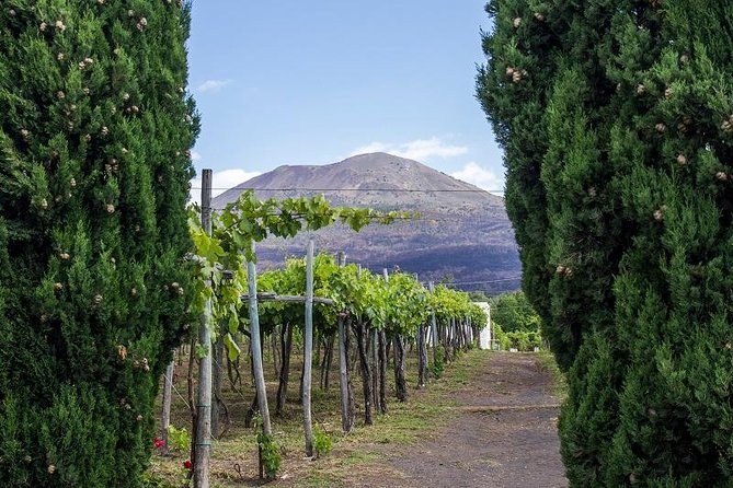Organic Wine Tasting & Lunch on Vesuvius with Transfer from Sorrento Peninsula - Understanding organic Lacryma Christi DOC