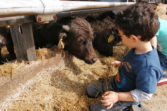Paestum Traditions, Buffaloes, Ceramics, Temples - A small tour with three very different stops
