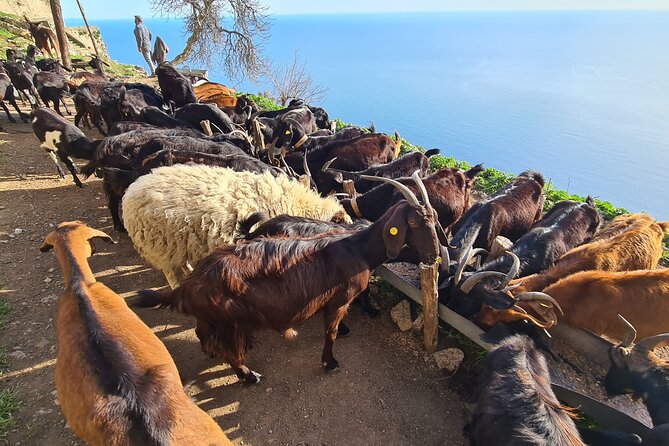 Path of Gods Hike, with Food Experience at Shepherd's Hut - Lunch with goat cheese, garden produce, and Piennolo tomatoes