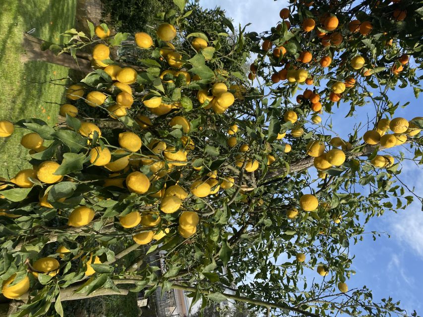 Piano di Sorrento: Cooking Class with Food Tasting and Wine - Making handmade pasta with a local instructor