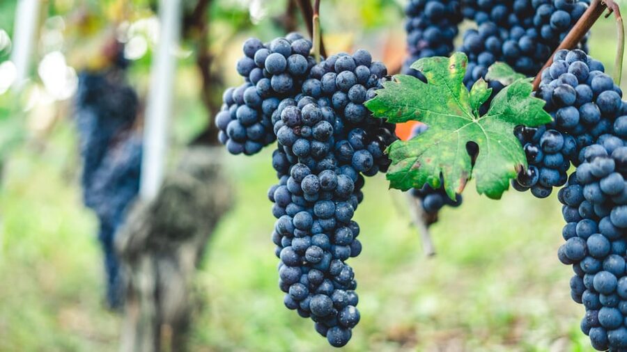 Pompeii: Archaeological Ruins Tour with Lunch - What the Vesuvian wine tasting includes
