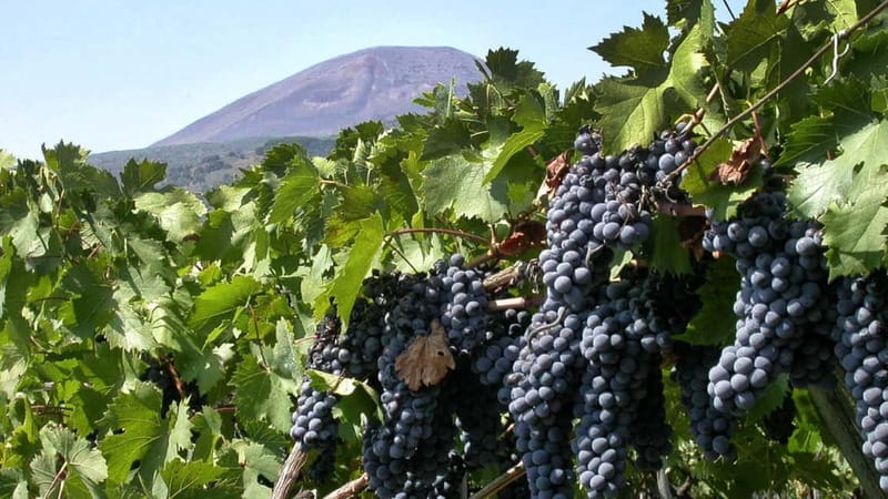 Pompeii: Archeological Tour & Wine Tasting at Mt. Vesuvius - Two hours through Pompeii’s public heart
