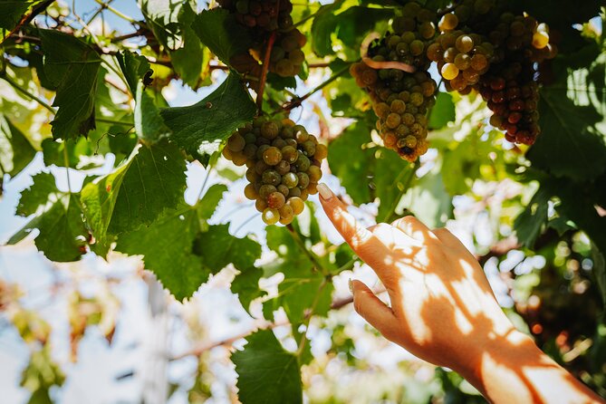 Pompeii Guided Tour & Lunch with Superior Wine Tasting - Trecase and the taste of Lacryma Christi