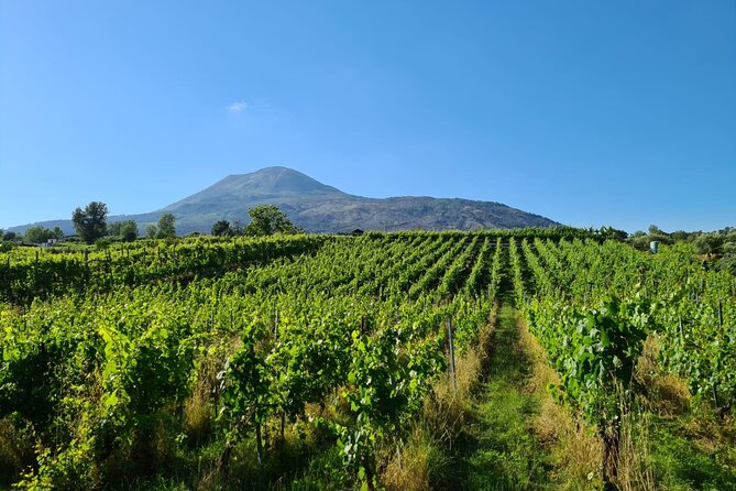 Pompeii Guided Tour & Lunch with Superior Wine Tasting - Transport from Naples or the Amalfi Coast
