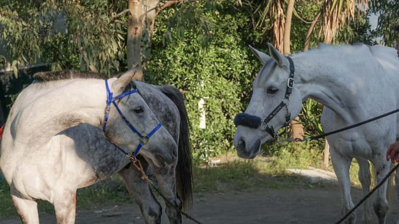 Pompeii: Mount Vesuvius Night Horseback Ride and Italian BBQ - Key points at a glance