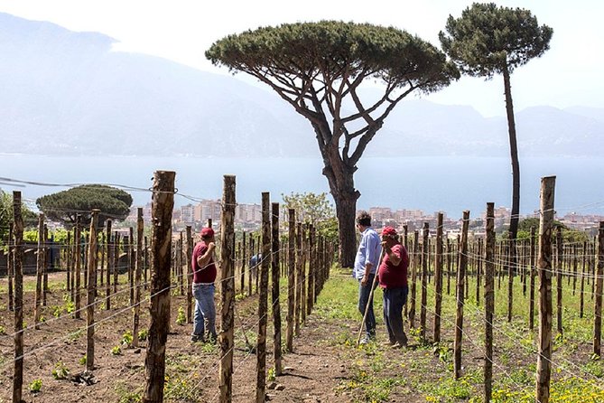 Pompeii Ruins & Wine Tasting with Lunch on Vesuvius with Private Transfer - Who should book this experience?