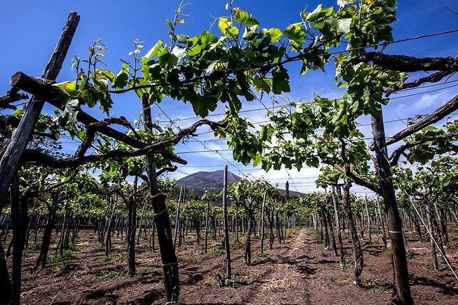 Pompeii Small Group Tour & Food/Wine tasting at Mt. Vesuvius - Two focused hours inside Pompeii