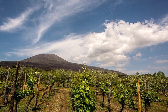 Pompeii Small Group Tour & Food/Wine tasting at Mt. Vesuvius - How much wine education should you expect?