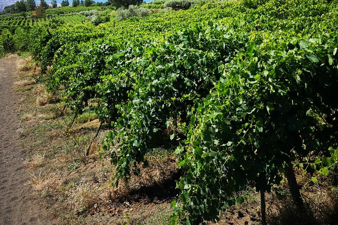 Pompeii Tour & Lunch with Wine Tasting Experience - What the $120.98 price really buys