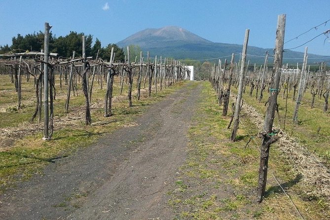 Pompeii-Vesuvius-Wine tour from Sorrento, licensed guide included - Pompeii in two hours with a licensed guide