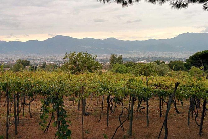 Pompeii & Vesuvius with Lunch & Wine Tasting from Positano - Should you book Pompeii, Vesuvius, and the winery together?