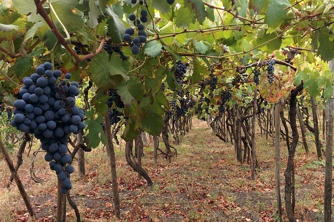 Pompeii & Vesuvius with Wine Tasting from the Coast - Guides who make Pompeii easier to follow