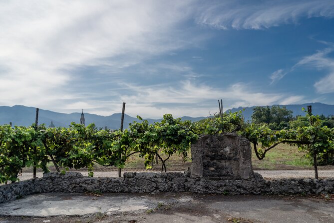 Pompeii Vineyard Escape: Private Wine Tasting & Lunch - Timing, transport, and the private format
