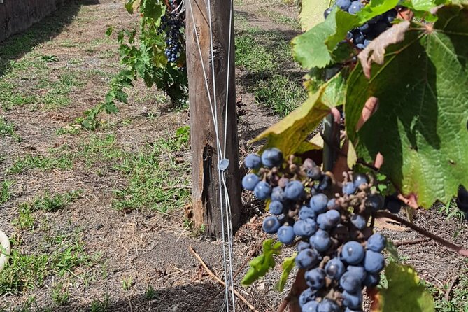 Pompeii & Wine Tour from Sorrento (tickets & lunch not included) - What the private format is really worth
