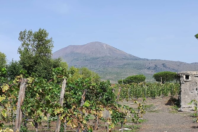 Pompeii & Wine Tour from Sorrento (tickets & lunch not included) - Leaving Sorrento in a private vehicle