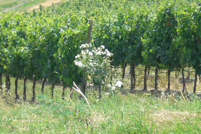 Private day tour to Pompei ,winery, Sorrento from Napoli/Salerno/Amalfi/Positano - Private transportation from Naples and the Amalfi Coast