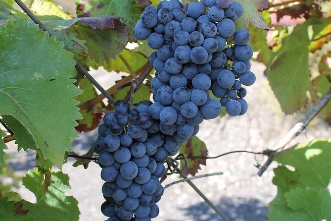 Private day tour to Pompei ,winery, Sorrento from Napoli/Salerno/Amalfi/Positano - What the $414.86 price really buys