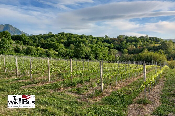 Private Irpinia Wine Tour from POSITANO, AMALFI or RAVELLO - Six wines with a sommelier-guide beside you
